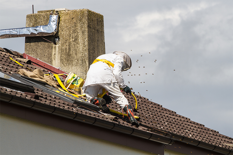 Bee Pest Control in Stockport Greater Manchester