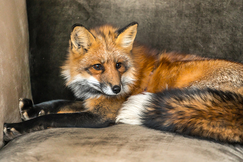 Fox Pest Control in Stockport Greater Manchester